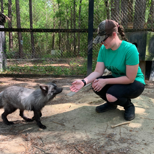 Savana Marksbary, alumni, with a grey fox